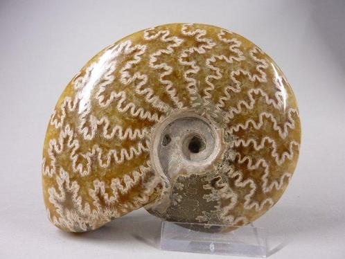 Ammoniet - Gefossiliseerd dier - 12 cm (Zonder Minimumprijs), Verzamelen, Mineralen en Fossielen