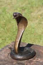 sculptuur, cobra slang - 30 cm - Brons