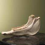 Paard Onderkaak Taxidermie Opgezette Dieren By Max, Ophalen of Verzenden, Nieuw, Wild dier, Opgezet dier