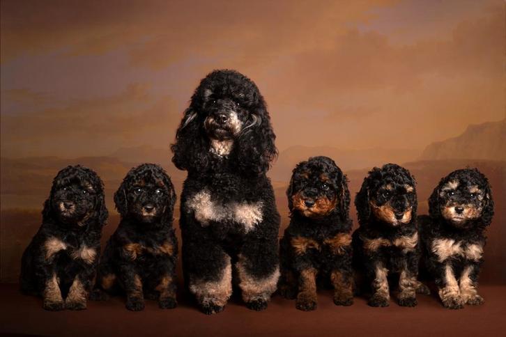 Dwerg (Toy) poedel pupjes met FCI Stamboom unieke kleur, Dieren en Toebehoren, Honden | Chihuahua's en Gezelschapshonden, Meerdere