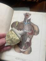 Achille Comte - Organisation et physiologie de lhomme -, Antiek en Kunst