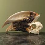 Witpootneushoornvogel M Schedel, Verzamelen, Dierenverzamelingen, Ophalen of Verzenden, Nieuw, Vogel, Opgezet dier