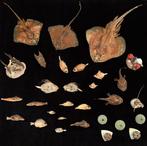 Ongewone partij abysale vissen. Taxidermie volledige montage, Verzamelen, Nieuw