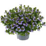 Scaevola - Blauw / Hangpot 30cm, Tuin en Terras, Ophalen of Verzenden