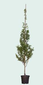 Zuil krentenboom (hoogstam) Amelanchier can. Rainbow Pillar, Verzenden