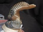 Trilobiet - Fossiel skelet - Crotalocephalus gibbus - 15 cm, Verzamelen, Mineralen en Fossielen