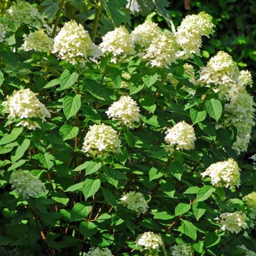 Hydrangea paniculata Limelight - 30-40 cm hoogte, Tuin en Terras, Planten | Tuinplanten, Ophalen of Verzenden