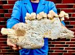 Zoogdier - Fossiel onderkaakbot - Dinocrocuta gigantea