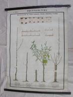 Paravia Roda Multiplication Fruit Trees - Schoolkaart (1) -