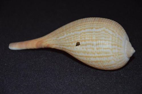 Zeeslak Zeeschelp - FICUS GRACILIS (Zonder Minimumprijs), Verzamelen, Dierenverzamelingen