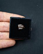 Dinosaurus - Fossiele tand - Triceratops horridus - Hell, Verzamelen