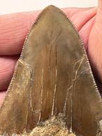 Megalodon tand 9,8 cm - Fossiele tand - Carcharocles