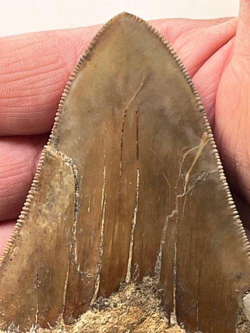 Megalodon tand 9,8 cm - Fossiele tand - Carcharocles, Verzamelen, Mineralen en Fossielen