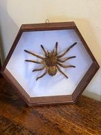 Mygale Taxidermie wandmontage - Iheraphosa leblondii - 27 cm