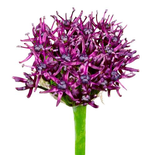 Bloembollen - 160 x Allium Atropurpureum - paars, Tuin en Terras, Bloembollen en Zaden, Bloembol, Voorjaar, Volle zon, Verzenden
