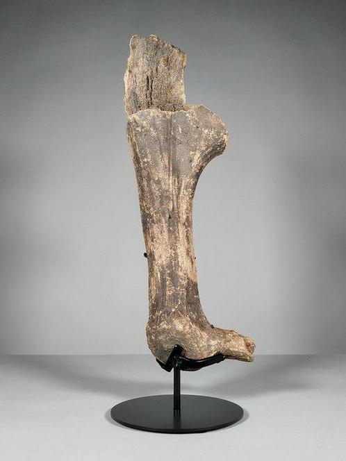 Megalocero hoorns deel - Fossiel bot - Megaloceros giganteus, Verzamelen, Mineralen en Fossielen