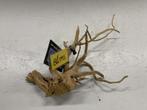 Spiderwood Selected SW78 - 34x20x17cm (Spider wood), Ophalen of Verzenden, Nieuw, Plant(en), Steen of Hout