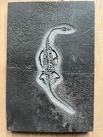 Zeereptiel - Gefossiliseerd dier - Keichousaurus - 30 cm -