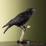 Kraai Taxidermie Opgezette Dieren By Max, Ophalen of Verzenden, Nieuw, Vogel, Opgezet dier
