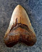 Megalodon - Fossiele tand - FAT BEAST - 14 cm - 10.5 cm