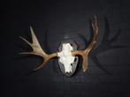 Large Northern Elk/Moose Schedel - Alces alces - 35 cm - 75, Verzamelen, Nieuw