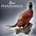 Fazant Taxidermie volledige montage - Maestoso Phasianus, Nieuw