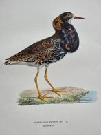 Lot. of 18 sheets - Fratelli WRIGHT, Magnus, Wilhelm e