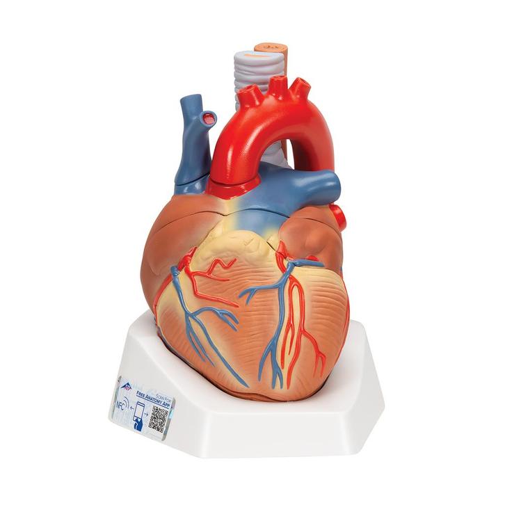 Anatomie model hart, 20x15x17 cm, 7-delig, Sport en Fitness, Massageproducten