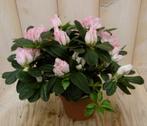 Kamerplant Azalea roze groot - Warentuin Natuurlijk, Tuin en Terras, Planten | Tuinplanten, Verzenden