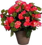 Tweedekans | Mica Decorations Kunstplant - begonia - donker, Huis en Inrichting, Woonaccessoires | Overige, Ophalen of Verzenden
