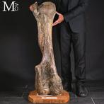 De wollige mammoet – een reus uit de ijstijd. Fossiele, Verzamelen, Mineralen en Fossielen