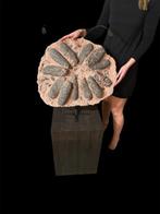 Dinosaurus - Gefossiliseerd ei - Eccezionale nido con 12, Verzamelen, Mineralen en Fossielen