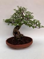 Japanese iep bonsai (Zelkova) - Hoogte (boom): 39 cm -, Antiek en Kunst, Kunst | Schilderijen | Klassiek