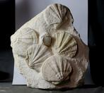 Prachtige en decoratieve verzameling fossiele schelpen -