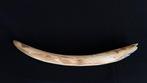 Woolly Mammoth Tusk - Siberia Slagtand - Mammuthus, Verzamelen, Nieuw