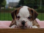 Old English Bulldog pups! t Gezonde type., Parvo, Nederland, 8 tot 15 weken, Bulldog