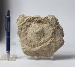 Grote echnidi met stekels - op plaat - Gefossiliseerd dier -, Verzamelen