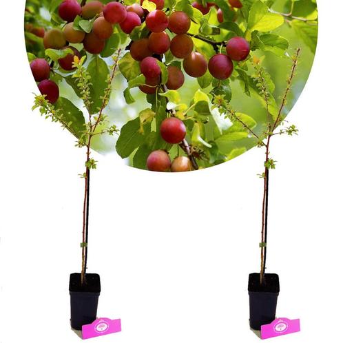 Prunus Cerasifera Myrobalaan + Pot 9cm 2 stuks, Tuin en Terras, Planten | Fruitbomen, Halfschaduw, Verzenden