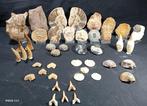 Natuurlijke fossielenverzameling - Gefossiliseerd dier -