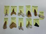 verzameling van 11 fossielen van soorten en dinosaurussen -, Verzamelen, Mineralen en Fossielen