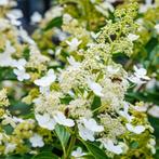 Hydrangea paniculata Kyushu - 30-40 cm hoogte, Tuin en Terras, Ophalen of Verzenden