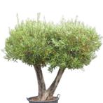 Olijfboom - meerstammig plateau - Omtrek: 70-80 cm | Hoogte:, Ophalen of Verzenden