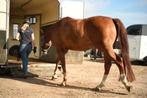 hulp bij TRAILERLADEN, Diensten en Vakmensen, Dieren | Paarden | Verzorging, Oppas en Les, Gedragstraining