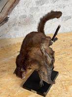 Grote vliegende eekhoorn Taxidermie volledige montage -, Verzamelen, Nieuw