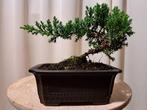 Jeneverbes bonsai (Juniperus) - Hoogte (boom): 13 cm -