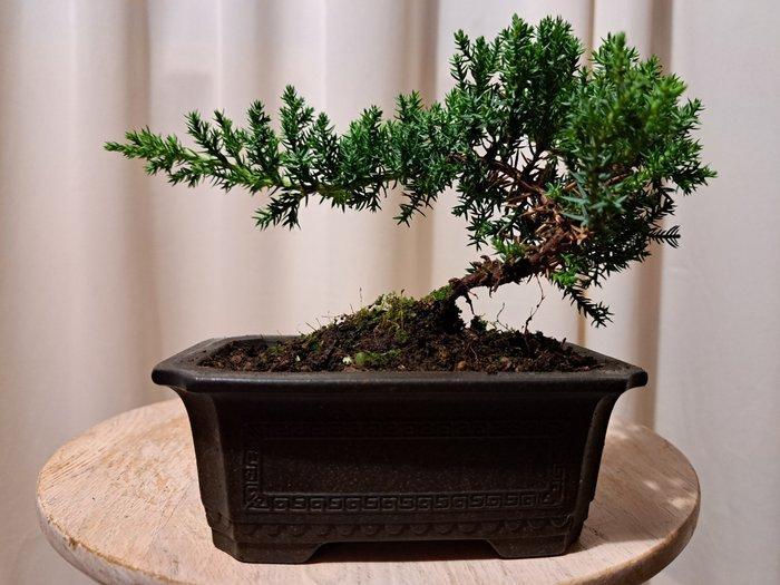 Jeneverbes bonsai (Juniperus) - Hoogte (boom): 13 cm -, Antiek en Kunst, Curiosa en Brocante