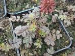 Stekelnootje acaena microphylla Kupferteppich  bodembedekker, Tuin en Terras, Planten | Tuinplanten, Ophalen of Verzenden, Zomer