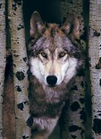 Eurographics puzzel wolf - legpuzze van €16,99 voor €13,59, Ophalen of Verzenden, Nieuw