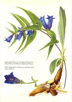 De plant in de geneeskunde 9789025266097 Bianchini, Boeken, Verzenden, Gelezen, Bianchini