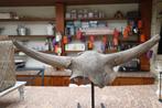 Bizon - Fossiele schedel - Bison Priscus - 35 cm - 106 cm